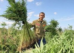 В Пензенской области построят завод по переработке технической конопли