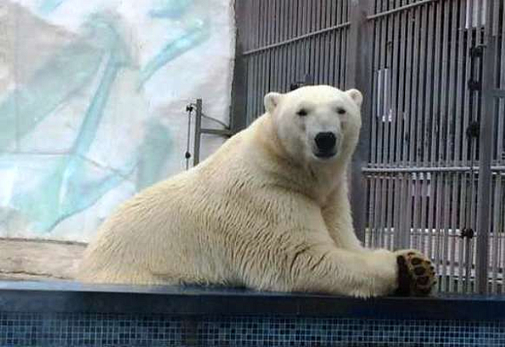 В зоопарке Пензы белого медведя осмотрели доктора
