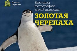 В Пензенской филармонии откроется выставка «Золотая черепаха»