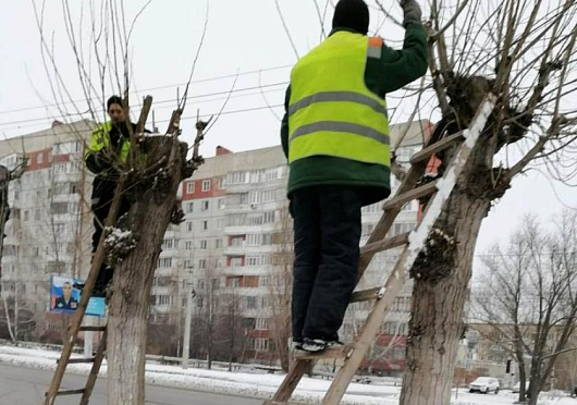 На улицах Пензы проводятся работы по кронированию деревьев