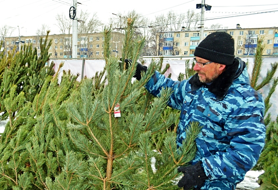 В Пензе елки будут продавать по 95 адресам — список