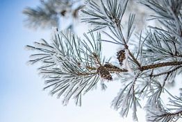 В Пензе 8 декабря ночью ожидается мороз до -19ºС В Пензе 8 декабря ночью ожидается мороз до -19ºС