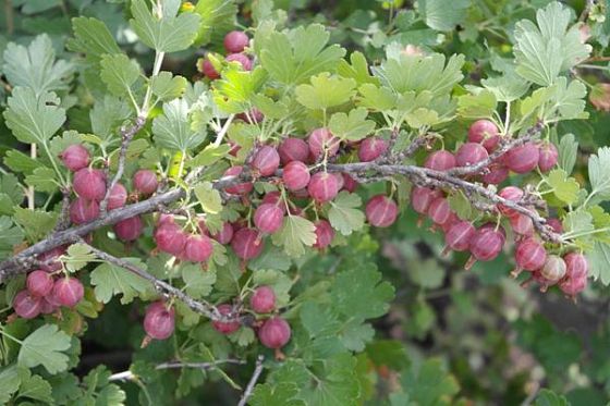 Крыжовник без колючек