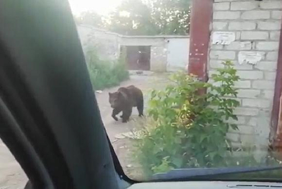 Медведица, работавшая в Пензенском цирке, напала на людей  — видео