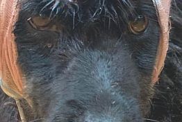В Пензе зоозащитники спасают истерзанную собаку