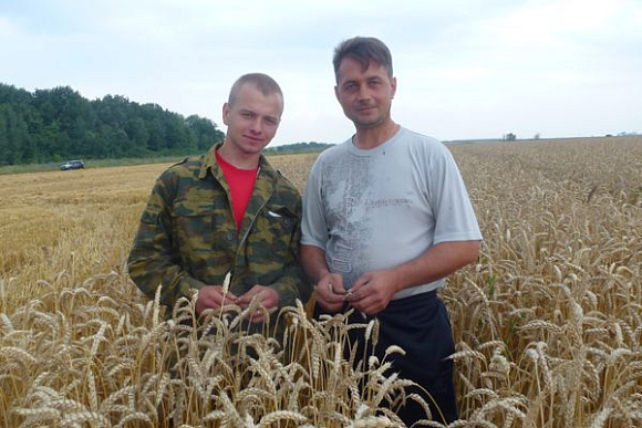 В Пензенской области приступили к обмолоту пшеницы