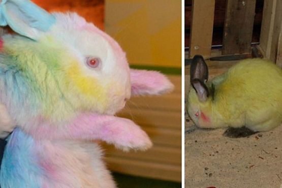 В Пензе петиция против покраски кроликов набрала более 1,5 тыс. голосов