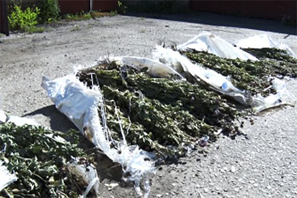 У «наркобаронессы» из Лунино нашли 290 кустов мака