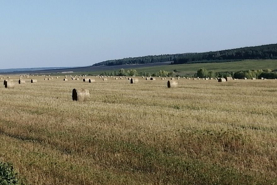 В Пензенской области продолжается заготовка кормов 