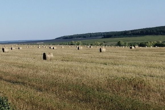 В Пензенской области продолжается заготовка кормов 