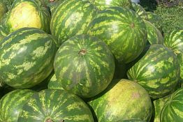 В Пензе назвали легальные точки продаж арбузов, другие — вне закона В Пензе назвали легальные точки продаж арбузов, другие — вне закона