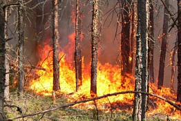 В Городищенском районе лесной пожар подобрался почти вплотную к поселку В Городищенском районе лесной пожар подобрался почти вплотную к поселку