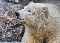 В Пензе выбрали имя для белого медведя В Пензе выбрали имя для белого медведя