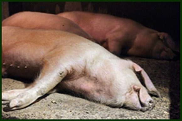 В Пензенской области африканская чума свиней перебралась в районы
