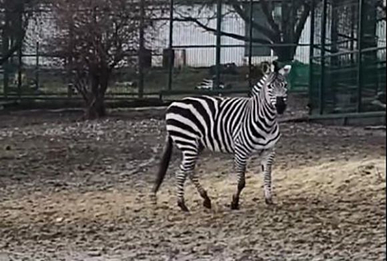 В Пензенском зоопарке появилась зебра Элли