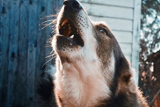 В Кузнецком районе за покусанного собакой ребенка ответит администрация