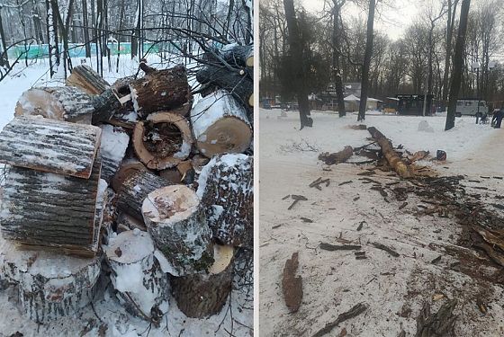 В Пензе на Олимпийской аллее убирают аварийные деревья