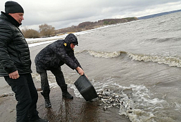 В Сурское водохранилище выпустили 136 тысяч мальков