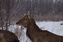 В Пензенской области посчитали «косых», «серых» и «пятнистых»