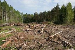 В Пензенской области депутат, вырубивший лес на 14 млн. рублей, пытался оспорить приговор