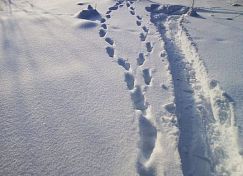 В лесах Пензенской области стало больше рысей