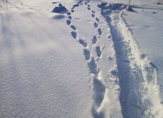 В лесах Пензенской области стало больше рысей