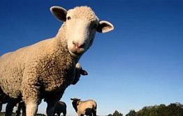 В Камешкирском районе на 7% выросло поголовье овец