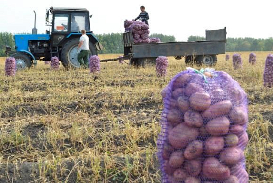 Пензенские аграрии собрали 387 тысяч тонн картофеля