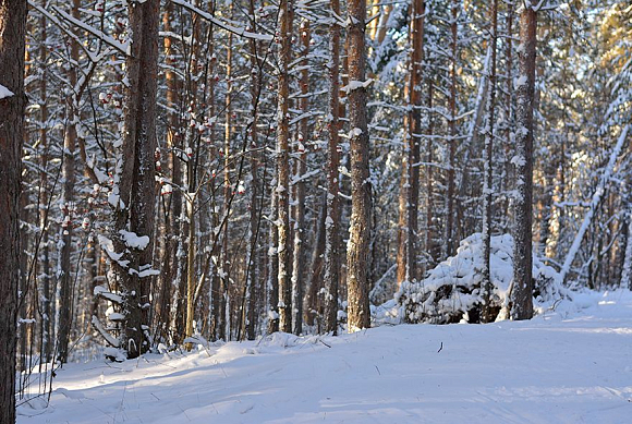 В Пензенской области 26 января похолодает до минус 22 и пройдет снег