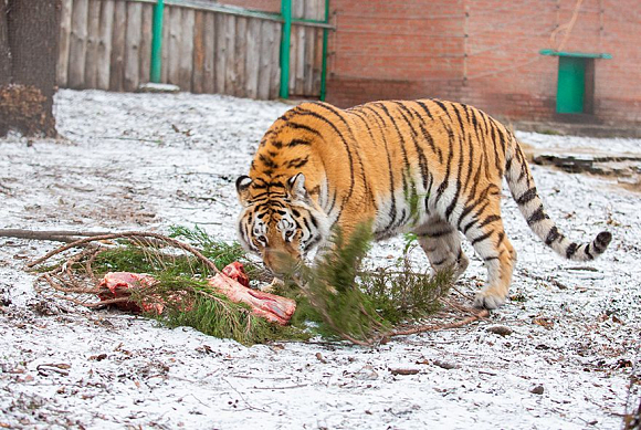 В Пензенском зоопарке живут символы 2022 года — тигрица Констанция и ее дети 