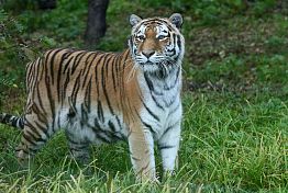 В зоопарке Пензы умерла тигрица Констанция