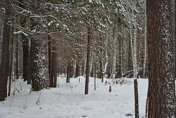 В Сосновоборском районе сельчанка незаконно владела 30 га земли