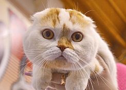 В Пензе прошла международная выставка кошек «TOP CAT WCF»