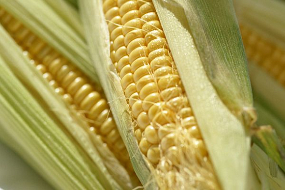 В Башмаковском районе пенсионеры украли с поля полтонны кукурузы
