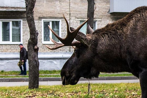 В Нижнеломовском районе браконьер застрелил самку лося