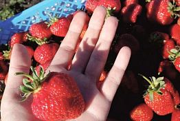 Пензенцев приглашают на самосбор клубники Пензенцев приглашают на самосбор клубники