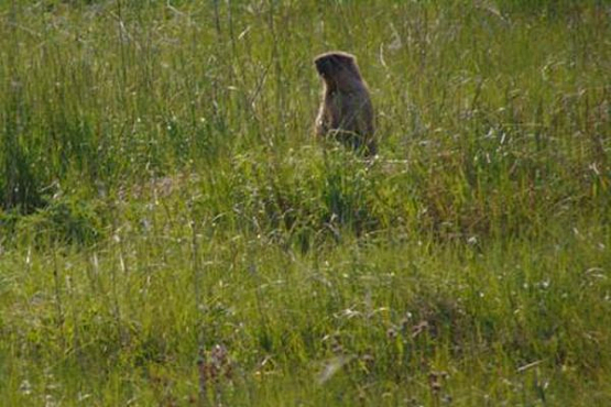 В Никольском районе нашли новое поселение сурков