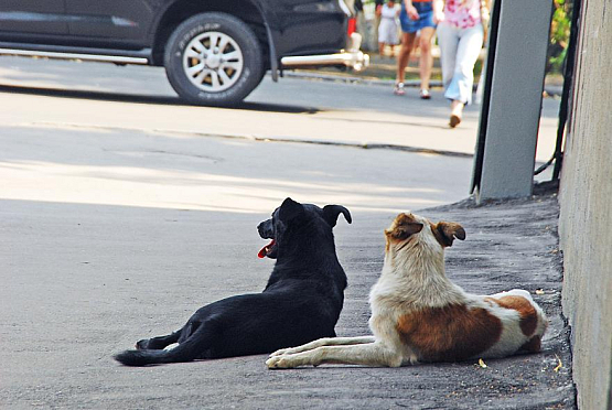 В Пензе могут разрешить усыплять агрессивных собак