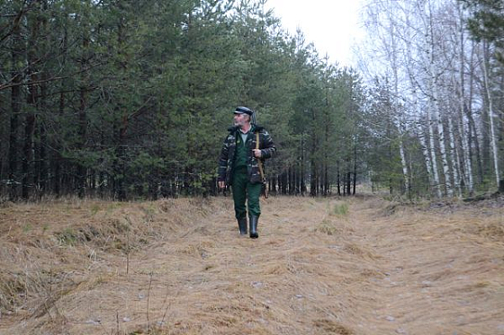 В Земетчинском районе волки прибежали к дому лесника и долго смотрели на окна