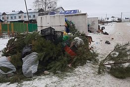 В Каменке «надругались» над елками В Каменке «надругались» над елками