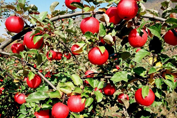 В Пензенской области в честь ветеранов ВОВ разобьют плодовые сады