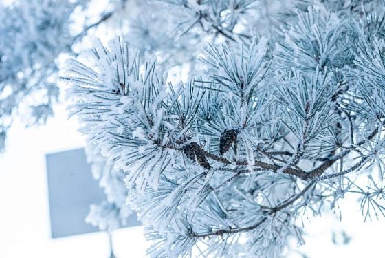 В Пензенской области 7 декабря ожидается мороз до -17ºС