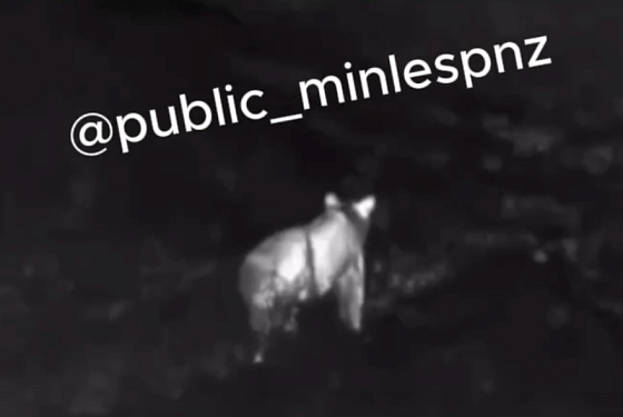 Опубликовано видео с гуляющим в Пензеской области медведем
