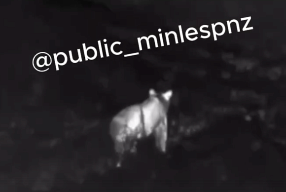 Опубликовано видео с гуляющим в Пензеской области медведем