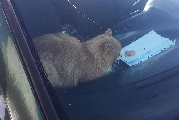 В Пензе освободили кота, запертого в машине на морозе