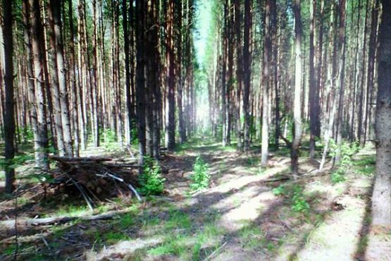 В Сосновоборском районе «дровосеки» нарубили леса на 5 млн