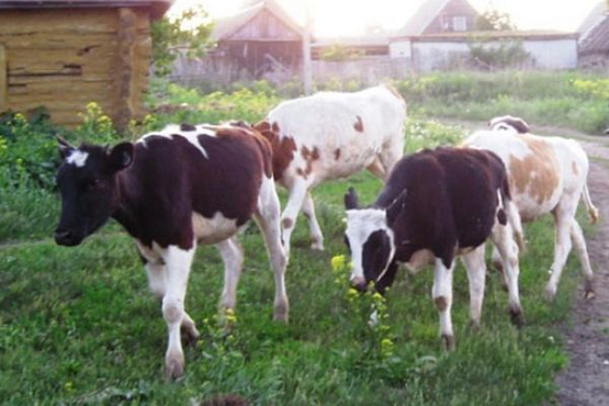 В Русском Камешкире пастух с напарницей проспали восемь коров
