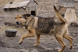 Под Шемышейкой школьника госпитализировали после ДТП с собакой