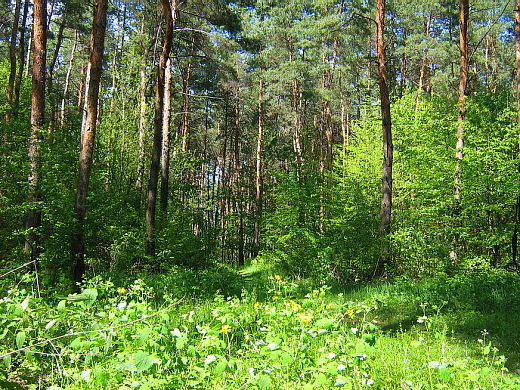 Долг за использование лесов в Пензенской области составил 4 млн. рублей