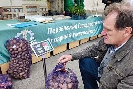 Пензенцам рассказали, когда сажать картошку в 2025 году Пензенцам рассказали, когда сажать картошку в 2025 году